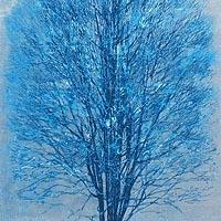 青い木
