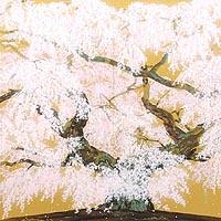 般若院枝垂桜絢爛