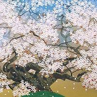清風山桜